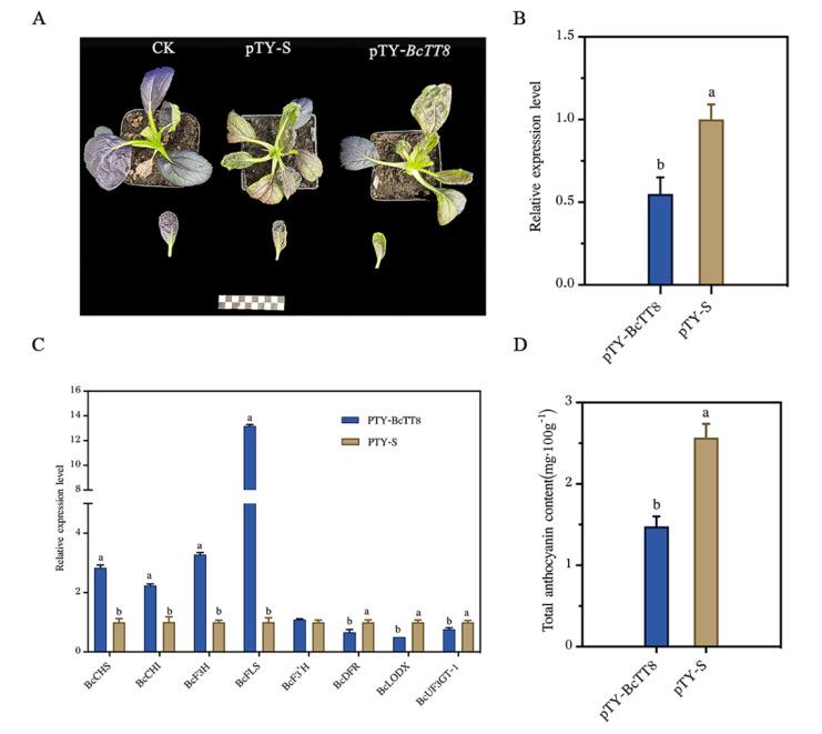 https://cdn.ncbi.nlm.nih.gov/pmc/blobs/24b5/9222865/06982210957c/genes-13-00988-g007.jpg