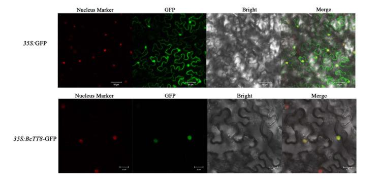 https://cdn.ncbi.nlm.nih.gov/pmc/blobs/24b5/9222865/e1d1672a2261/genes-13-00988-g006.jpg