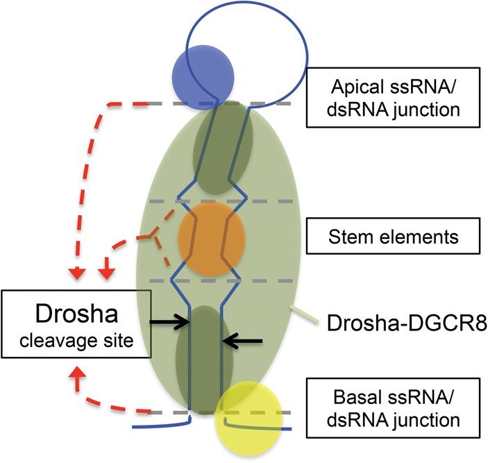 https://cdn.ncbi.nlm.nih.gov/pmc/blobs/24b7/4114686/5919121583db/1068f07.jpg