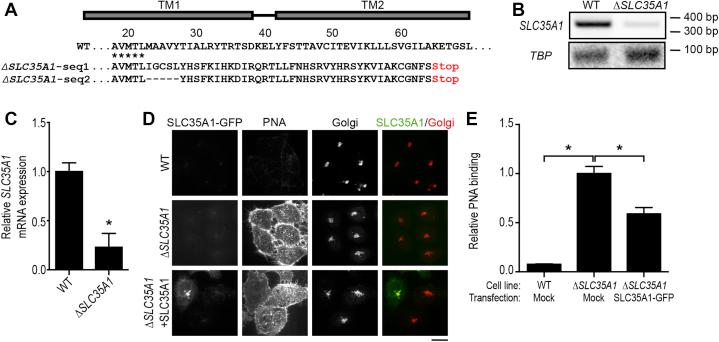 https://cdn.ncbi.nlm.nih.gov/pmc/blobs/24b9/8411240/885a6079b71f/gr11.jpg