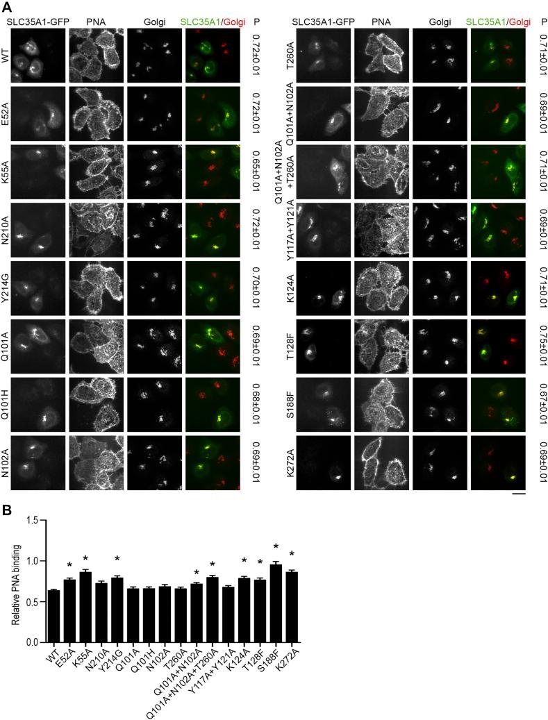 https://cdn.ncbi.nlm.nih.gov/pmc/blobs/24b9/8411240/ace016189be6/gr12.jpg