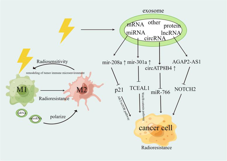 https://cdn.ncbi.nlm.nih.gov/pmc/blobs/24ba/10268375/83be2f434636/12943_2023_1801_Fig5_HTML.jpg