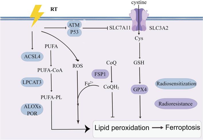 https://cdn.ncbi.nlm.nih.gov/pmc/blobs/24ba/10268375/eb220c7891dc/12943_2023_1801_Fig6_HTML.jpg