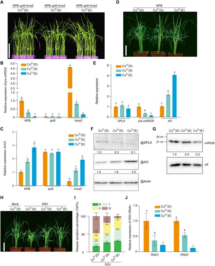 https://cdn.ncbi.nlm.nih.gov/pmc/blobs/24bd/10883364/3108a5053044/sciadv.abm0660-f4.jpg