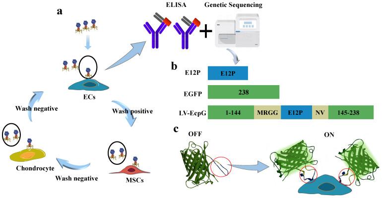 https://cdn.ncbi.nlm.nih.gov/pmc/blobs/24be/11506521/5e34360667e9/biosensors-14-00489-g001.jpg