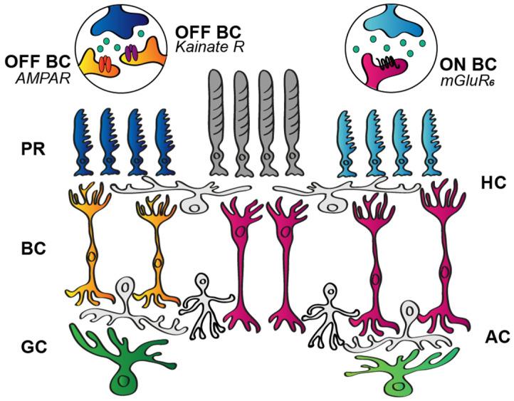 https://cdn.ncbi.nlm.nih.gov/pmc/blobs/24be/8909309/122f1ca032fd/cells-11-00810-g003.jpg