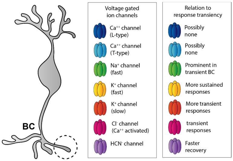 https://cdn.ncbi.nlm.nih.gov/pmc/blobs/24be/8909309/194c3dd50d26/cells-11-00810-g005.jpg