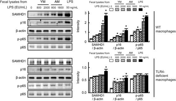 https://cdn.ncbi.nlm.nih.gov/pmc/blobs/24bf/4715324/5ff7bb849fce/12866_2016_625_Fig5_HTML.jpg