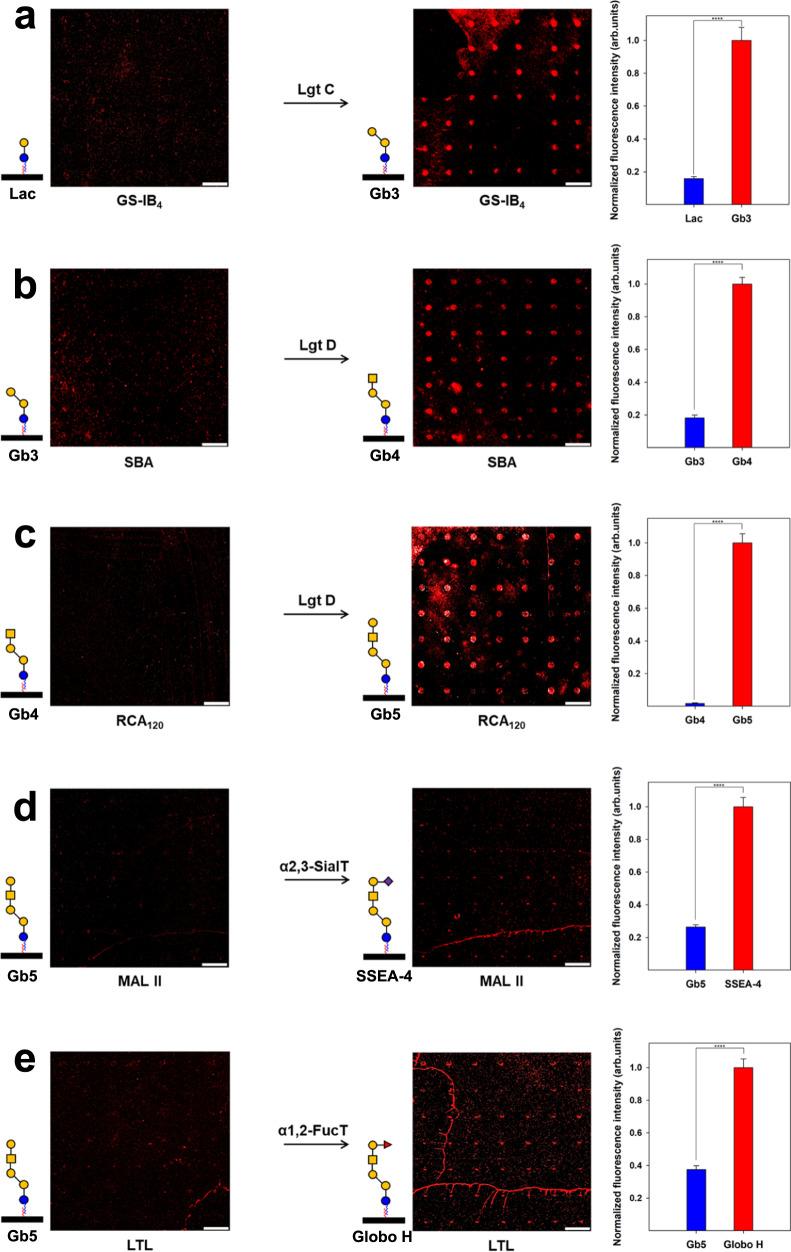 https://cdn.ncbi.nlm.nih.gov/pmc/blobs/24c0/7925590/121595449c12/41467_2021_21538_Fig2_HTML.jpg