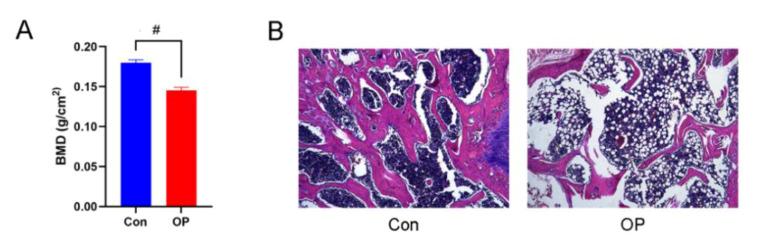 https://cdn.ncbi.nlm.nih.gov/pmc/blobs/24c0/9028978/b806bb24d65d/genes-13-00619-g001.jpg