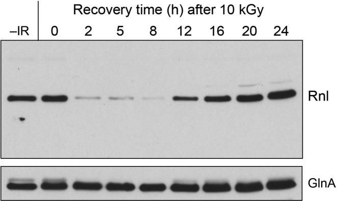 https://cdn.ncbi.nlm.nih.gov/pmc/blobs/24c1/5397189/7028dc292b07/gkx038fig3.jpg