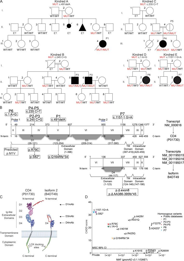 https://cdn.ncbi.nlm.nih.gov/pmc/blobs/24c6/10983808/4cc1521b9e4a/JEM_20231044_Fig1.jpg