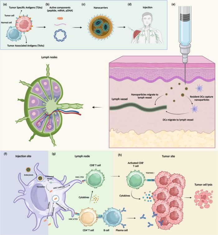 https://cdn.ncbi.nlm.nih.gov/pmc/blobs/24c7/12060653/dcd25a4cf604/nn4c15765_0001.jpg