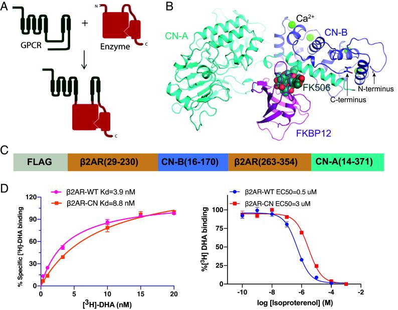 https://cdn.ncbi.nlm.nih.gov/pmc/blobs/24cb/11621825/df04798d9171/pnas.2414544121fig01.jpg