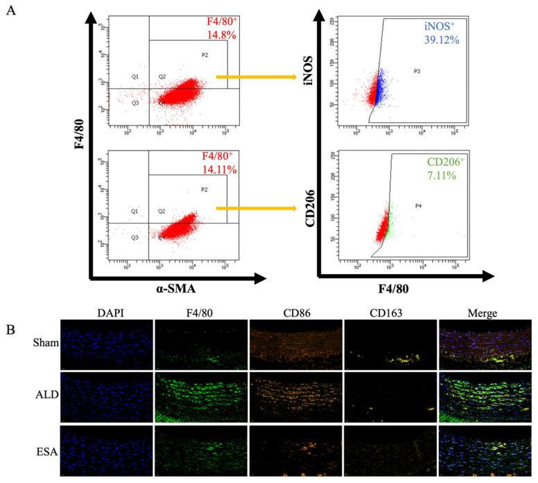 https://cdn.ncbi.nlm.nih.gov/pmc/blobs/24cb/11989480/2c05e36131a4/ijms-26-03345-g004.jpg