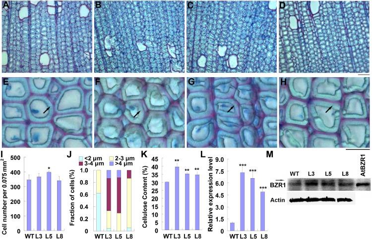 https://cdn.ncbi.nlm.nih.gov/pmc/blobs/24cb/7193022/6661ae99e9a1/fpls-11-00468-g003.jpg