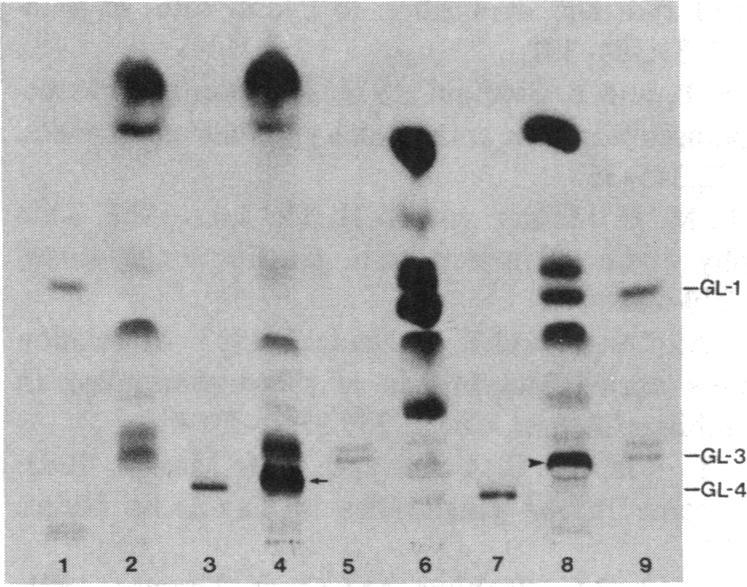 https://cdn.ncbi.nlm.nih.gov/pmc/blobs/24cd/423846/c2034c924931/jcinvest00122-0109-a.jpg