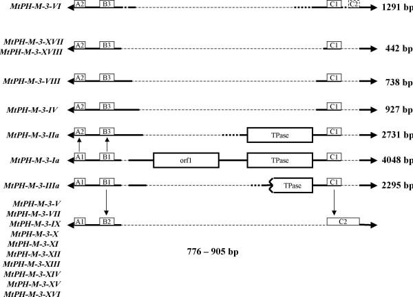 https://cdn.ncbi.nlm.nih.gov/pmc/blobs/24ce/2213677/751b7f83f24a/1471-2164-8-409-5.jpg