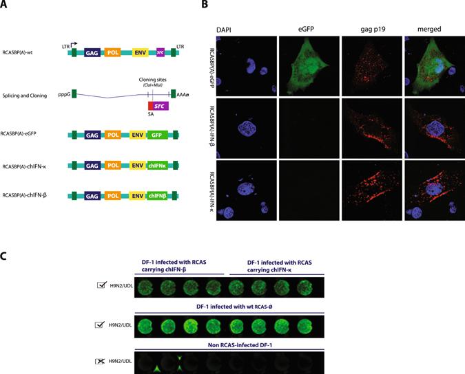 https://cdn.ncbi.nlm.nih.gov/pmc/blobs/24d2/5457445/2fb92190fe92/41598_2017_2951_Fig5_HTML.jpg