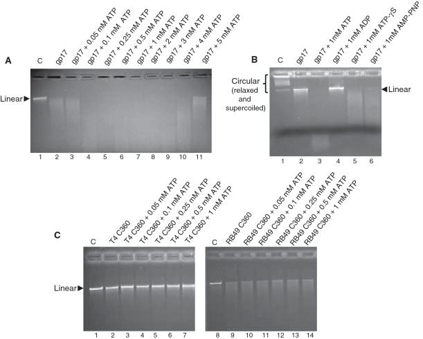 https://cdn.ncbi.nlm.nih.gov/pmc/blobs/24d3/3074133/c4aa139f5102/gkq1191f4.jpg
