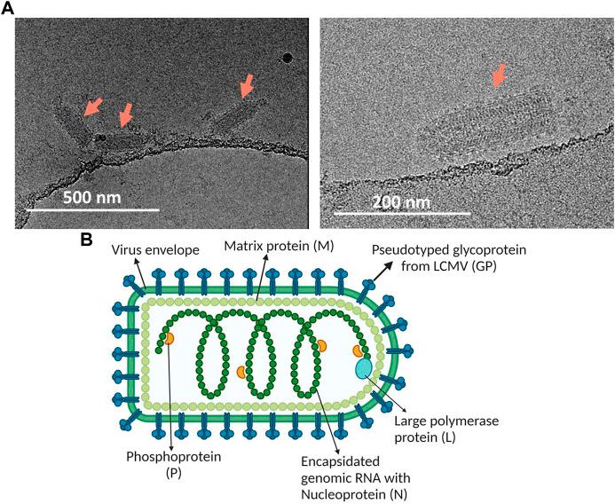 https://cdn.ncbi.nlm.nih.gov/pmc/blobs/24d8/9649487/c39aea5d1aba/fbioe-10-992069-g004.jpg