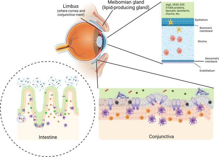 https://cdn.ncbi.nlm.nih.gov/pmc/blobs/24da/9400566/c702f17ca59a/41385_2022_551_Fig1_HTML.jpg