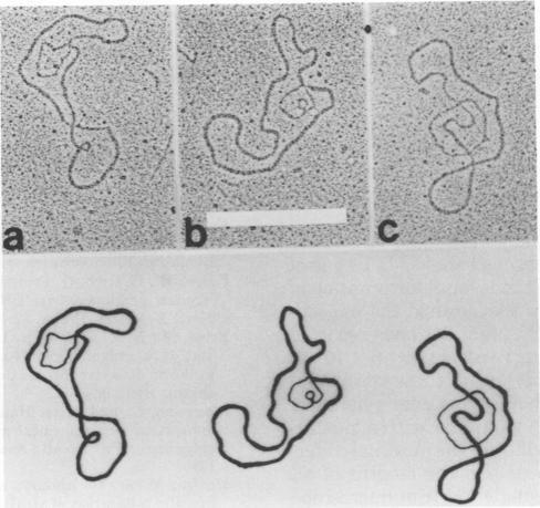 https://cdn.ncbi.nlm.nih.gov/pmc/blobs/24dc/353829/4e81228b8c69/jvirol00205-0431-a.jpg