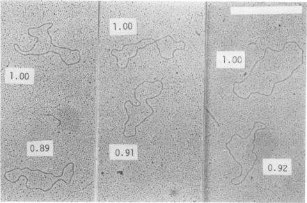 https://cdn.ncbi.nlm.nih.gov/pmc/blobs/24dc/353829/64e23311be40/jvirol00205-0430-a.jpg