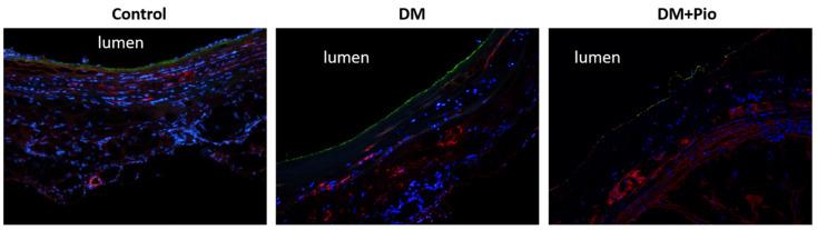 https://cdn.ncbi.nlm.nih.gov/pmc/blobs/24e0/8538504/0c56b8d93ccd/ijms-22-11081-g007.jpg