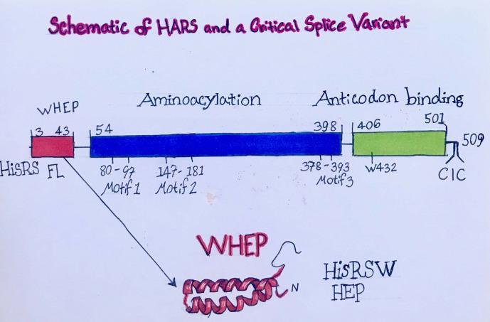 https://cdn.ncbi.nlm.nih.gov/pmc/blobs/24e3/7556295/c43aa3c471dd/f01-06-9780128202609_lrg.jpg
