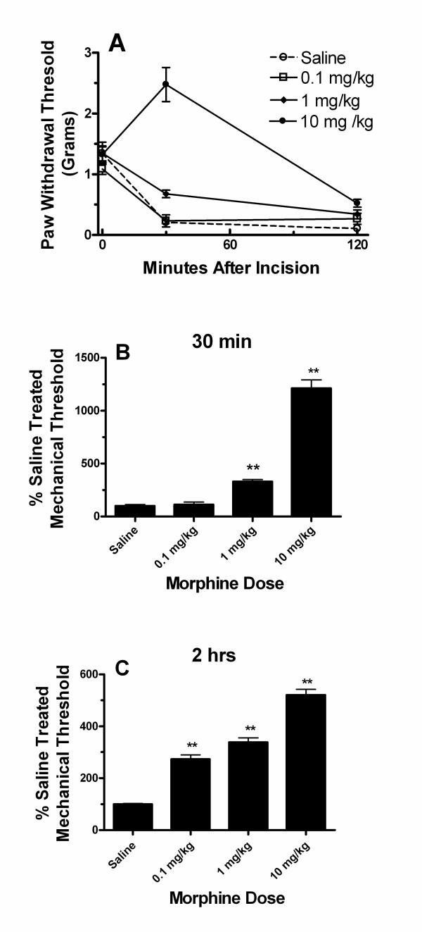 https://cdn.ncbi.nlm.nih.gov/pmc/blobs/24e8/2096620/147b373a54df/1744-8069-3-28-1.jpg