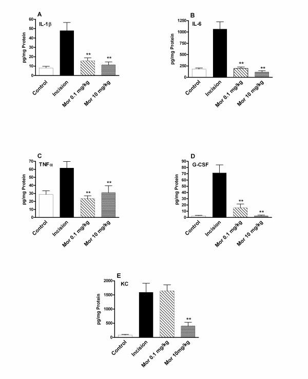 https://cdn.ncbi.nlm.nih.gov/pmc/blobs/24e8/2096620/67f3fb3d08dd/1744-8069-3-28-2.jpg
