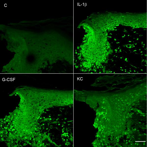 https://cdn.ncbi.nlm.nih.gov/pmc/blobs/24e8/2096620/dcb4c222e3a3/1744-8069-3-28-6.jpg