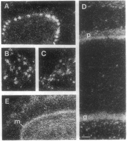 https://cdn.ncbi.nlm.nih.gov/pmc/blobs/24f0/45064/75797c0a3e09/pnas01144-0346-b.jpg