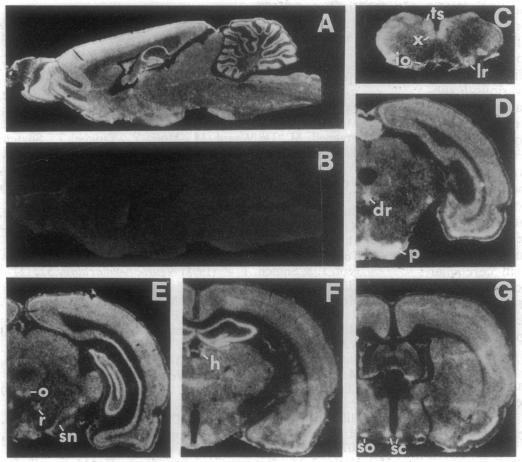 https://cdn.ncbi.nlm.nih.gov/pmc/blobs/24f0/45064/924cd9070f16/pnas01144-0346-a.jpg