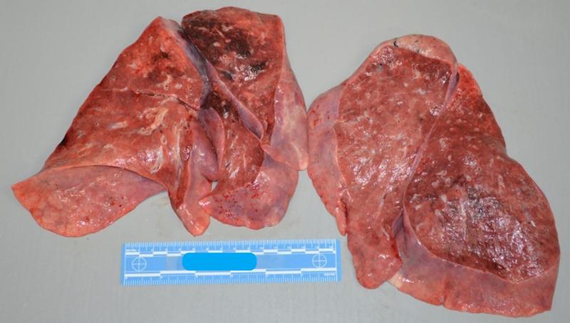 https://cdn.ncbi.nlm.nih.gov/pmc/blobs/24f3/7431151/1369ba881d08/paf-41-143-g003.jpg