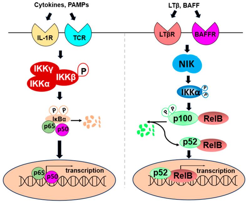 https://cdn.ncbi.nlm.nih.gov/pmc/blobs/24f5/10779007/940adbe15873/ijms-25-00154-g002.jpg
