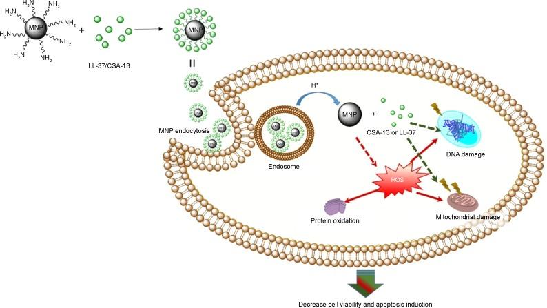 https://cdn.ncbi.nlm.nih.gov/pmc/blobs/24fa/4461127/de7b64aa7edf/ijn-10-3843Fig6.jpg