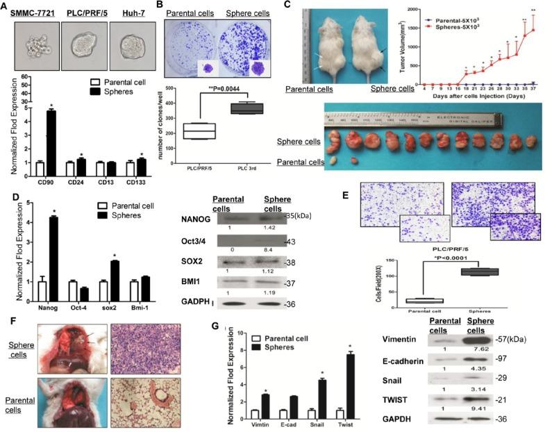 https://cdn.ncbi.nlm.nih.gov/pmc/blobs/24fa/4868719/441ed9ca77a7/oncotarget-07-5754-g002.jpg