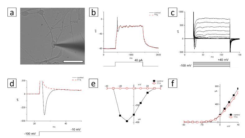 https://cdn.ncbi.nlm.nih.gov/pmc/blobs/24fa/8067101/08c1db98bd43/cells-10-00743-g009.jpg