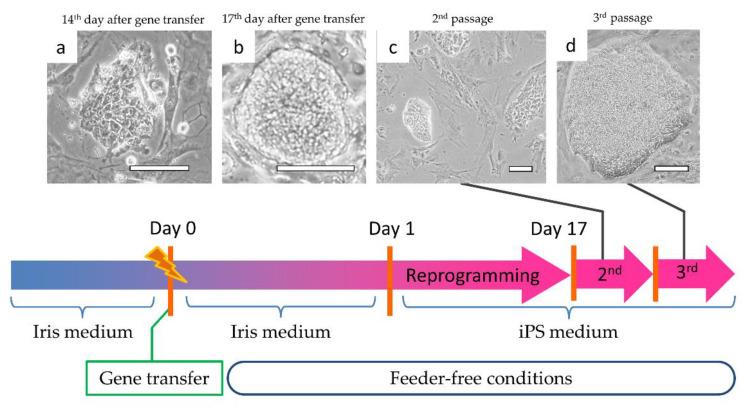 https://cdn.ncbi.nlm.nih.gov/pmc/blobs/24fa/8067101/6ee6631efa93/cells-10-00743-g002.jpg