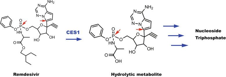 https://cdn.ncbi.nlm.nih.gov/pmc/blobs/24fa/8591673/d54e9312fbdf/44149_2021_17_Fig2_HTML.jpg