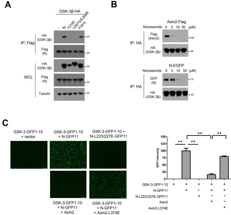 https://cdn.ncbi.nlm.nih.gov/pmc/blobs/24fb/9794558/0f429d1cfd1e/molce-45-12-911-f2.jpg