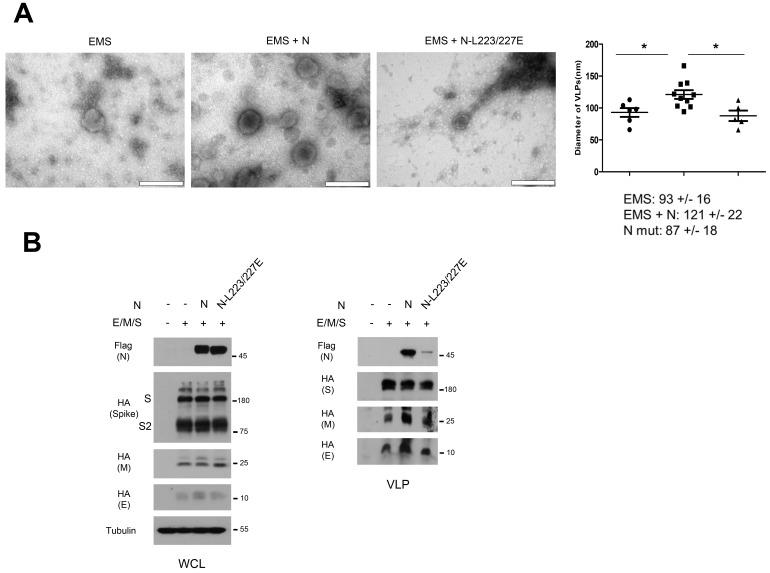 https://cdn.ncbi.nlm.nih.gov/pmc/blobs/24fb/9794558/d49471269eef/molce-45-12-911-f3.jpg