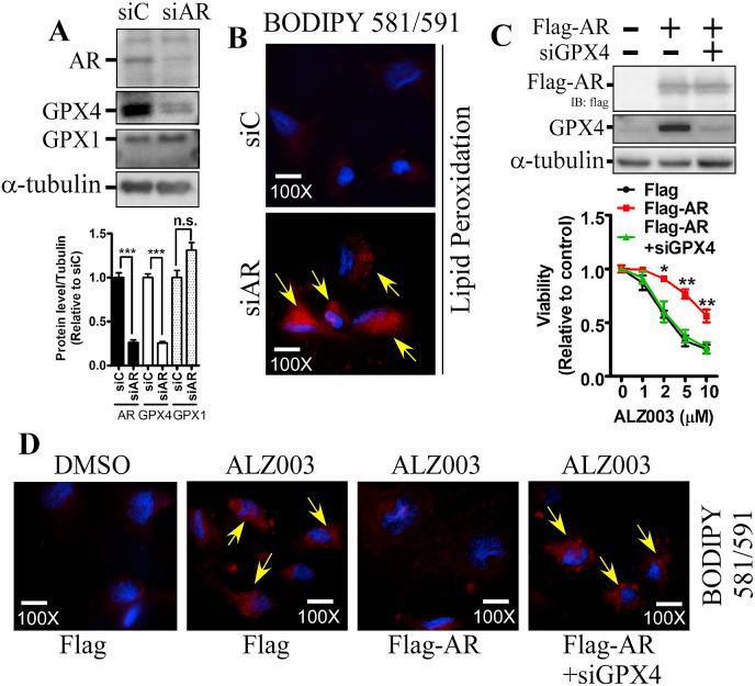 https://cdn.ncbi.nlm.nih.gov/pmc/blobs/24fd/6940696/729daa7d28e5/gr6.jpg