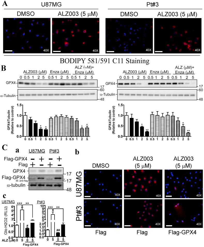 https://cdn.ncbi.nlm.nih.gov/pmc/blobs/24fd/6940696/dc0d6ae6027e/gr5.jpg