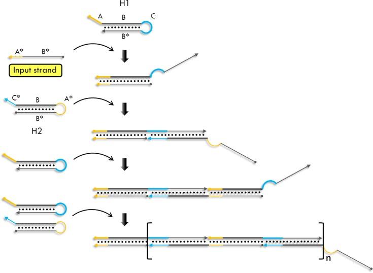 https://cdn.ncbi.nlm.nih.gov/pmc/blobs/2501/4063332/b554c21ee56e/ar-2014-00059c_0006.jpg