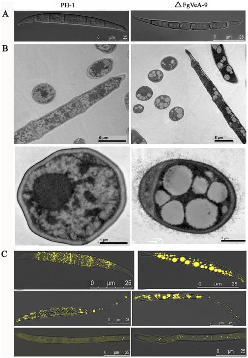 https://cdn.ncbi.nlm.nih.gov/pmc/blobs/2503/3226687/a30e2037062b/pone.0028291.g005.jpg