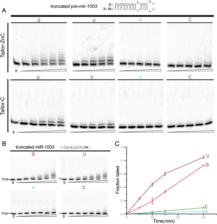 https://cdn.ncbi.nlm.nih.gov/pmc/blobs/2508/6326804/98fdc8b2c4c2/gky1116fig1.jpg