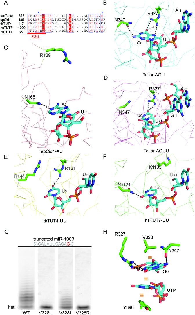 https://cdn.ncbi.nlm.nih.gov/pmc/blobs/2508/6326804/efa960eb23a5/gky1116fig5.jpg